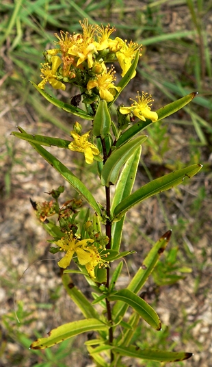 {Hypericum sphaerocarpum}